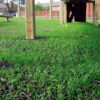 Close-up of green grass growing through a Grass Mat Roll (1m x 10m x 22mm) beneath a playground structure, with wooden posts and a person’s legs visible in the background.